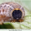 muschampia proto larva5 talysh1